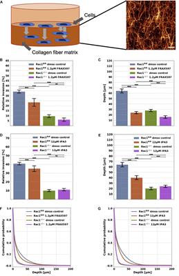 Effect of PAK Inhibition on Cell Mechanics Depends on Rac1